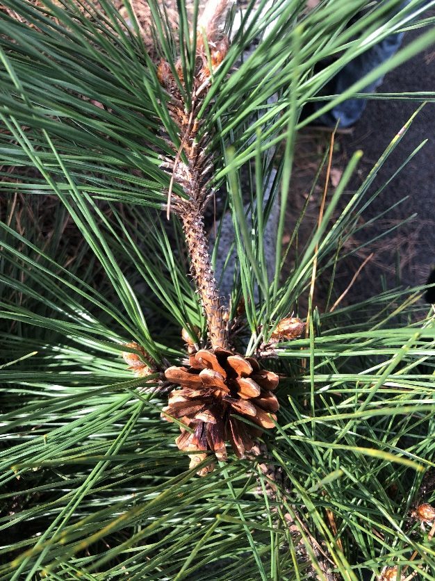 木の枝で植えている植物 AI 生成コンテンツは誤りを含む可能性があります。